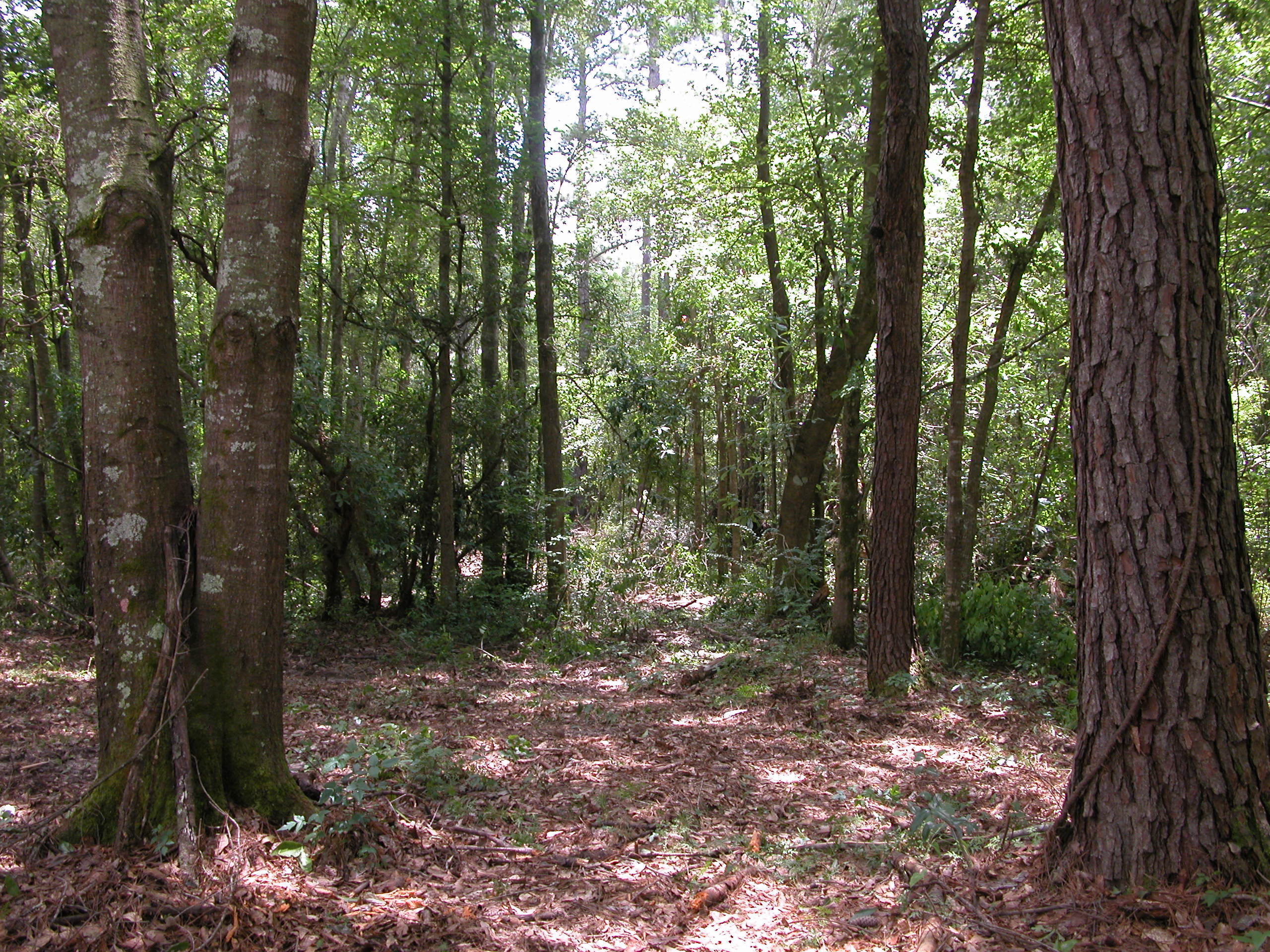 Tchefuncte River Properties Nature Gone Wild In Southeast Louisiana